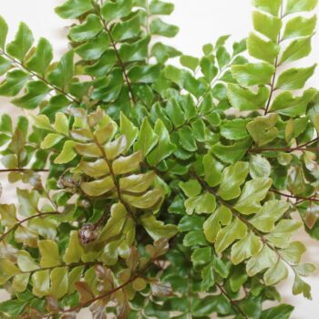 Didymochlaena Truncatula