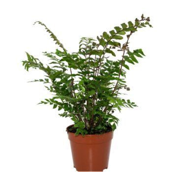 Didymochlaena Truncatula