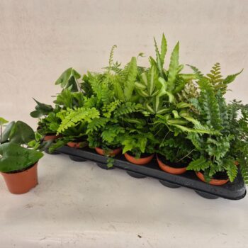 Fern interior mix