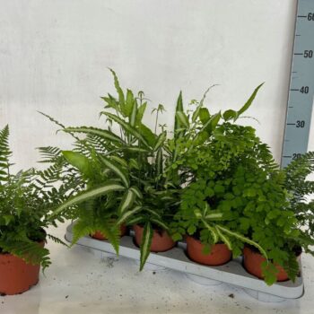 Fern interior mix