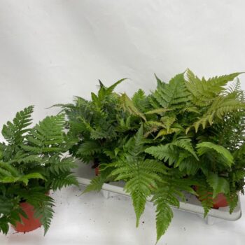Fern interior mix