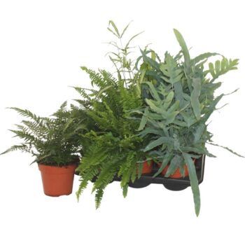 Fern interior mix