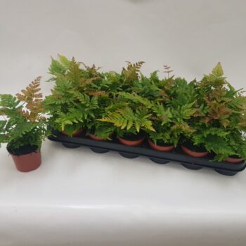 Dryopteris Erythrosora