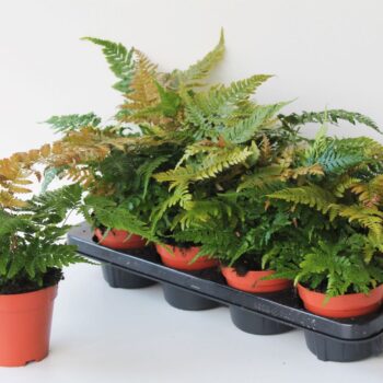 Dryopteris Erythrosora