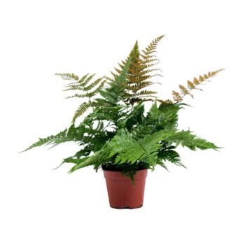 Dryopteris Erythrosora
