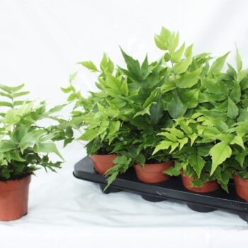 Cyrtomium Fortunei Clivicola