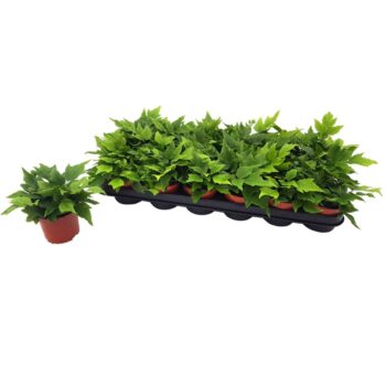 Cyrtomium Fortunei Clivicola