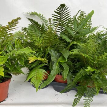 Fern exterior mix