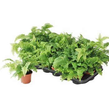 Adiantum Bronze Venus