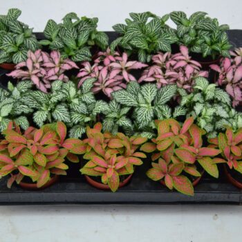 Fittonia Mix