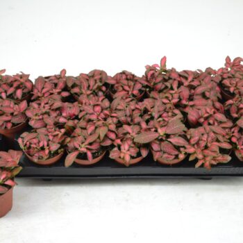 Fittonia Red Star