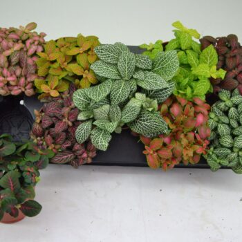 Fittonia Mix