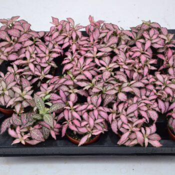 Fittonia Pink Forest Flame