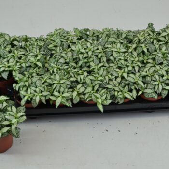 Fittonia White Forest flame