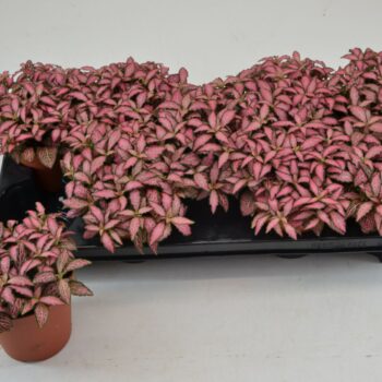 Fittonia Pink Forest Flame
