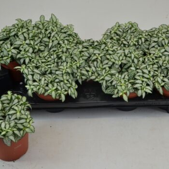 FITTONIA WHITE FOREST FLAME 12 CM