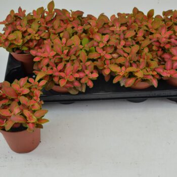 fittonia Ruby Lime