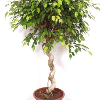 Ficus Exotica