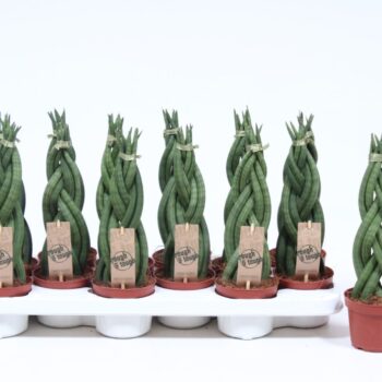 Sansevieria Twister