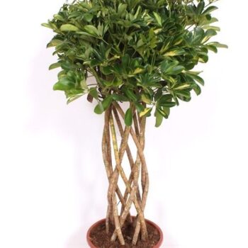 Schefflera Gold Capella
