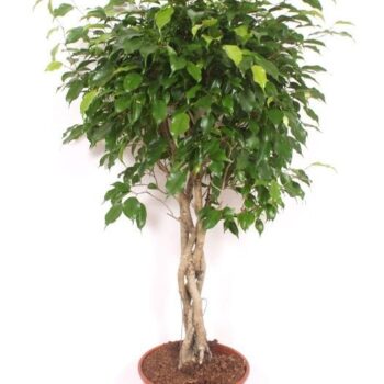 Ficus Exotica