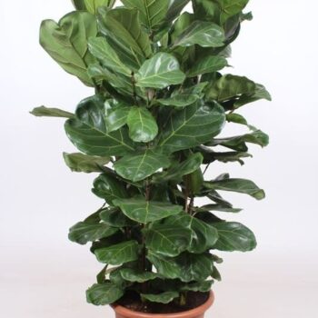 Ficus Lyrata