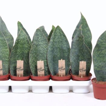 Sansevieria Victoria