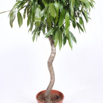 Ficus Amstel King