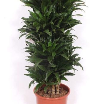 Dracaena Compacta