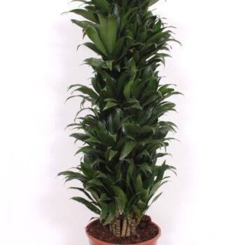 Dracaena Compacta