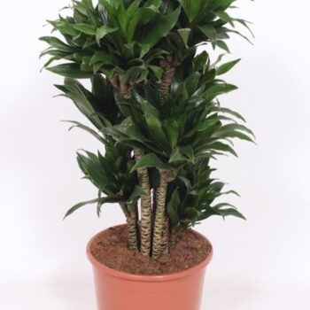 Dracaena Compacta
