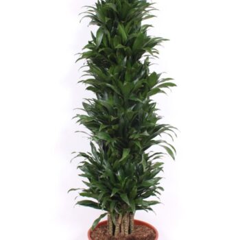 Dracaena Compacta