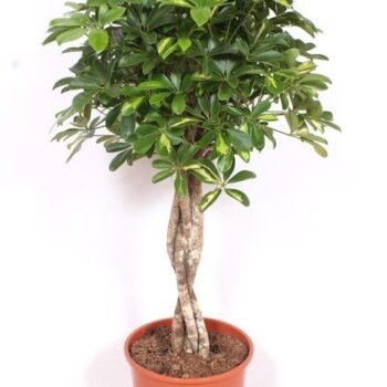 Schefflera Gold Capella
