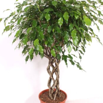 Ficus Exotica