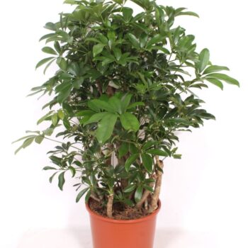 Schefflera arboricola 'Compacta'