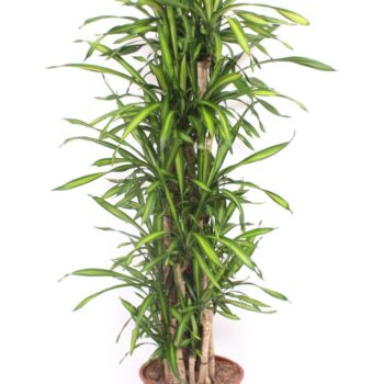 Dracaena Riki