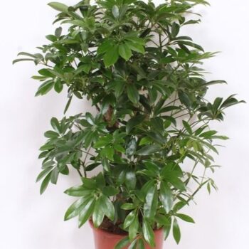 Schefflera arboricola 'Compacta'