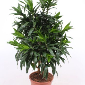 Dracaena reflexa