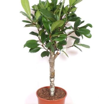 Ficus Cyathistipula