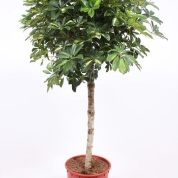Schefflera Gold Capella