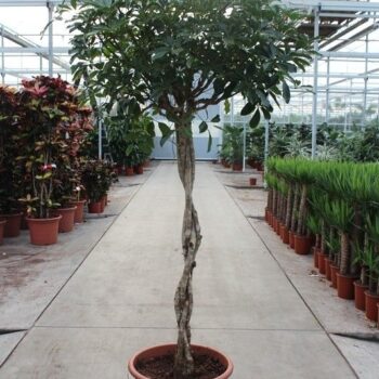 Schefflera arboricola 'Compacta'