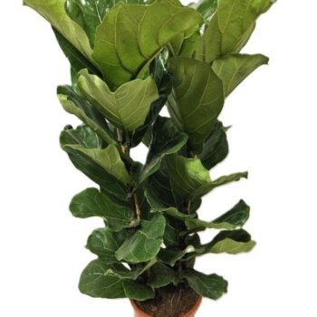 Ficus lyrata