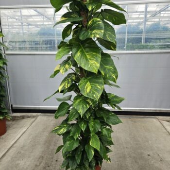 Epipremnum Aureum