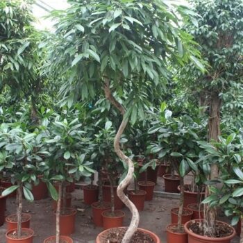 Ficus Amstel King