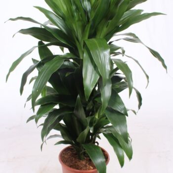 Dracaena Janet Craig