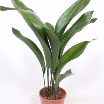 Aspidistra elatior
