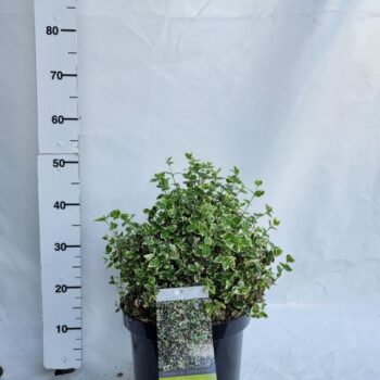 Euonymus fortunei 'Emerald Gaiety'