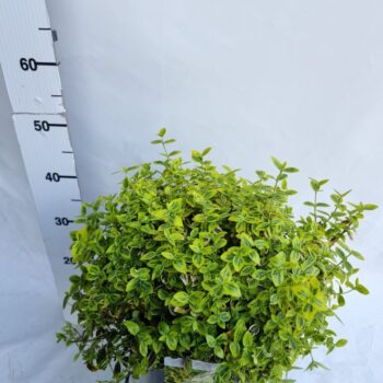 Euonymus fortunei 'Emerald 'n' Gold'