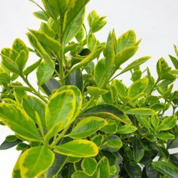 Euonymus japonicus 'Aureomarginatus'