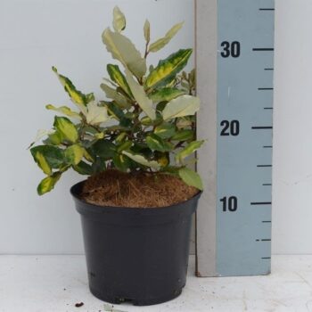 Elaeagnus pungens 'Maculata'